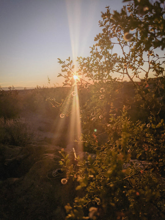 Creosote: A thing of beauty and nostalgia