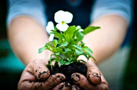 Gardening, wine or ice cream?