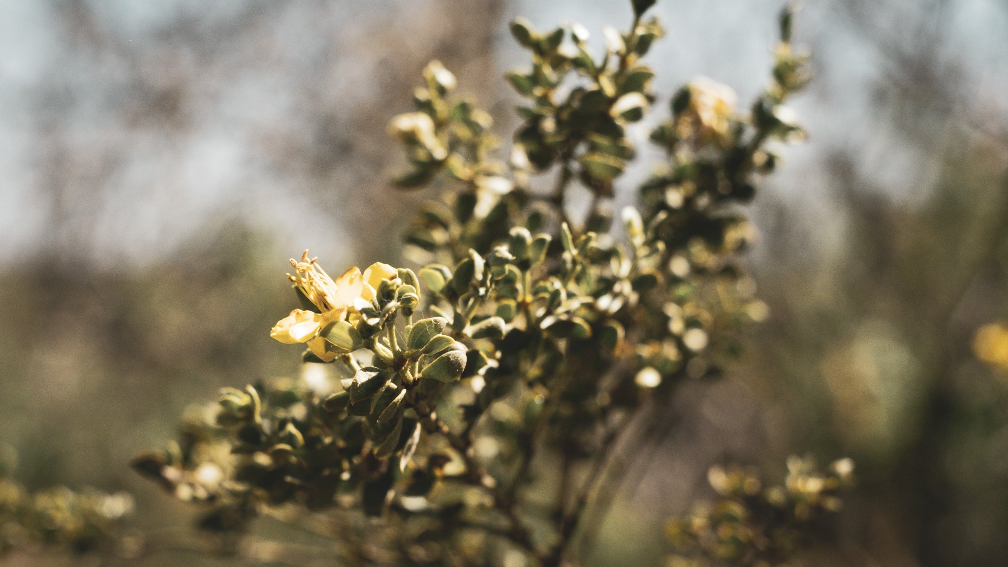 Creosote Bush - Bisbee Soap and Sundry