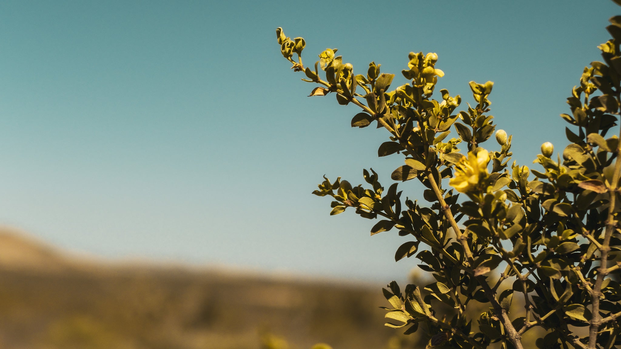 Creosote (Larrea Tridentata) Landscape - Bisbee Soap and Sundry